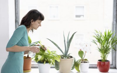 ¿Cómo cuidar las plantas de interior para que vivan más tiempo?